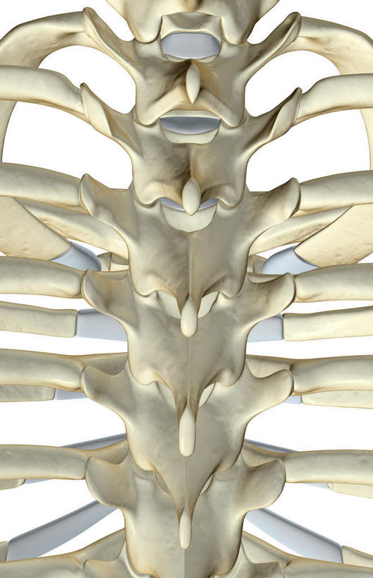脊髓,骨骼,无人,竖图,x光片,室内,白天,白色背景,正面,数码,科技,阴影,辐射,科学,网络,医学,骨头,高光,几何,计算机图形,合成,电脑合成图,数码合成图,骨架,医疗,科学技术,x射线,x光,写实,具体,具象,胸椎,脊柱,彩图,电磁波,电磁辐射