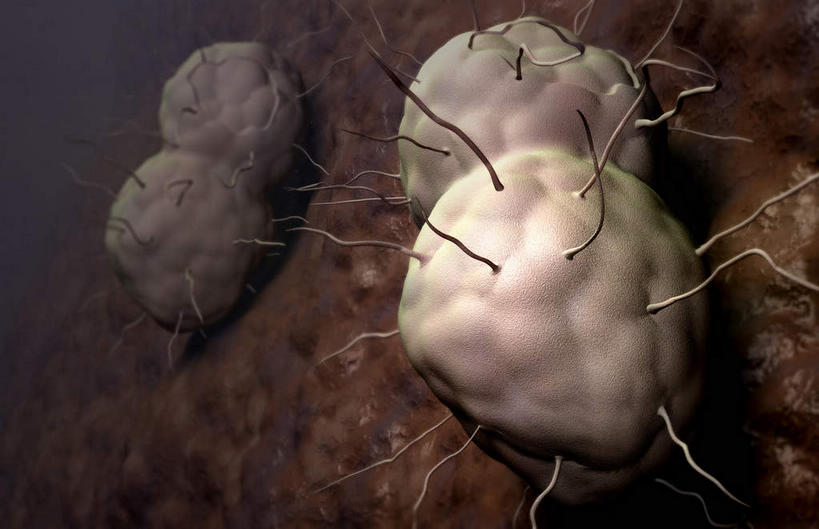 无人,横图,插画,室内,特写,白天,白色背景,正面,数码,科技,静物,阴影,网络,细菌,医学,细胞,高光,几何,计算机图形,合成,图画,画,人体,电脑合成图,数码合成图,性传播疾病,疾病,生物学,漫画,生理学,写实,具体,具象,传染,淋病,淋病奈瑟菌,淋菌,淋球菌,性病,寄生菌,彩图