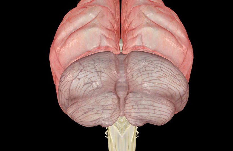 无人,横图,插画,室内,特写,白天,正面,数码,科技,大脑,阴影,黑色背景,网络,高光,几何,计算机图形,合成,图画,画,电脑合成图,数码合成图,器官,沟壑,漫画,小脑,脑干,写实,具体,具象,大脑皮层,端脑,沟,灰质,回,间脑,枕叶,彩图