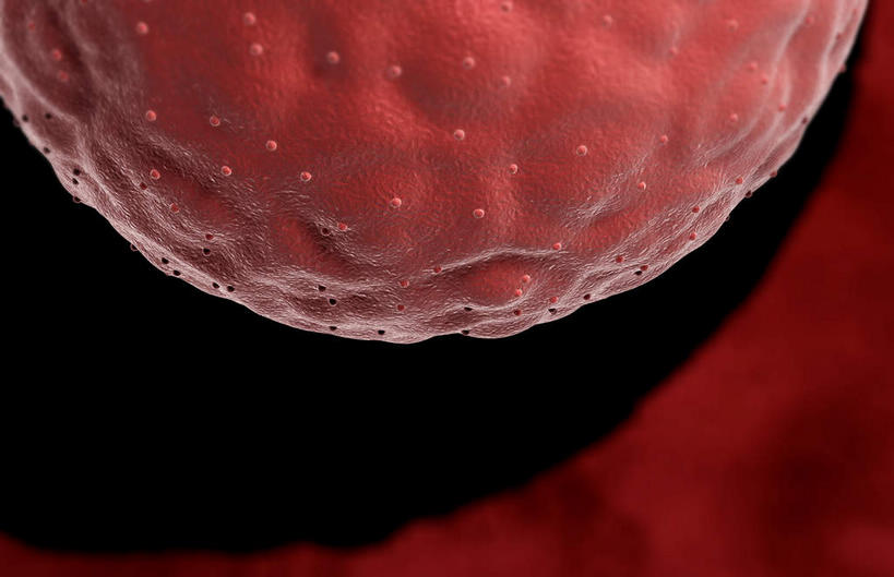 无人,横图,插画,室内,特写,白天,白色背景,正面,数码,科技,静物,阴影,网络,医学,细胞,高光,几何,计算机图形,合成,图画,画,人体,生长,成长,电脑合成图,数码合成图,胎儿,生物学,发育,卵子,漫画,孕育,生理学,写实,具体,具象,胚泡,胚胎移植,彩图,胚胎