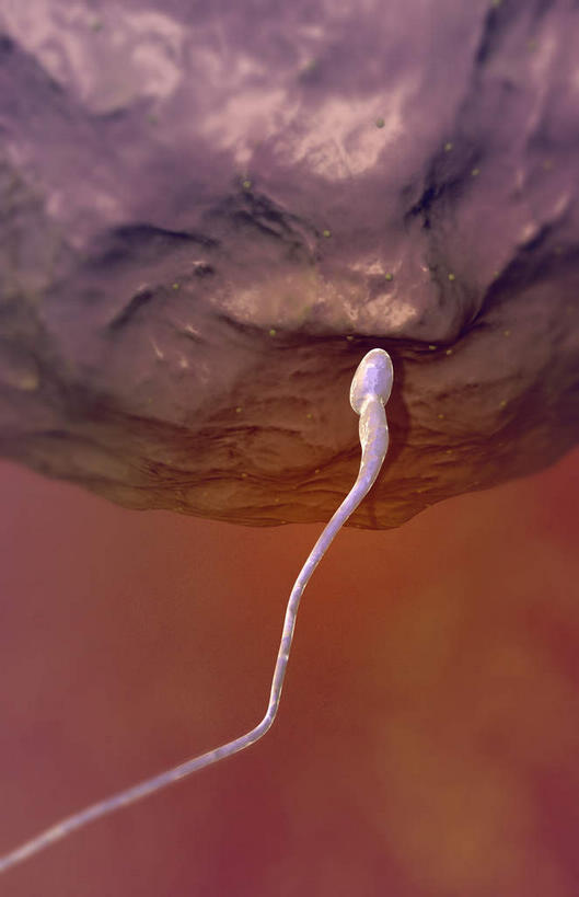 无人,横图,插画,室内,特写,白天,白色背景,正面,数码,科技,静物,阴影,网络,医学,细胞,高光,几何,计算机图形,合成,图画,画,精子,人体,生长,成长,电脑合成图,数码合成图,胎儿,生物学,发育,卵子,漫画,孕育,生理学,写实,具体,具象,胚泡,彩图,胚胎