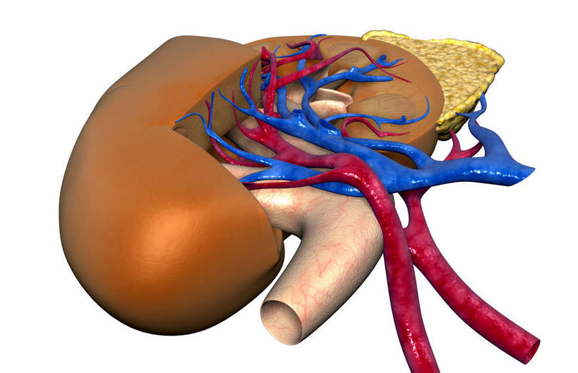 内脏,肾脏,动脉,静脉,无人,横图,插画,室内,特写,白天,白色背景,正面,数码,科技,静物,阴影,网络,医学,高光,几何,计算机图形,合成,图画,画,模型,人体,电脑合成图,数码合成图,生物学,人体器官,器官,漫画,生理学,写实,具体,具象,肾上腺,肾动脉,弓状动脉,段动脉,彩图