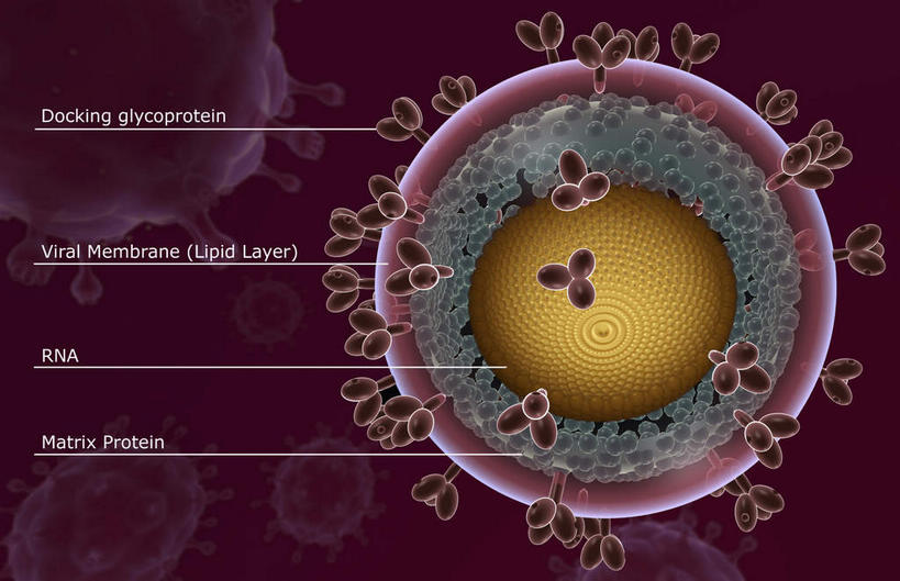 无人,横图,插画,室内,特写,白天,正面,数码,科技,静物,阴影,网络,医学,英文,标志,文字,细胞,字符,字母,高光,几何,计算机图形,合成,图画,标识,画,紫色,解说,人体,说明,英文字母,电脑合成图,数码合成图,疾病,生物学,艾滋病,漫画,生理学,写实,具体,具象,传染,阐明,申明,注解,注明,传染病,HIV病毒,后天性免疫缺陷症候群,获得性免疫缺陷综合症,流行症,慢性病,人类免疫缺陷病毒,症候群,综合症,致命,艾滋,艾滋病病毒,彩图,感染