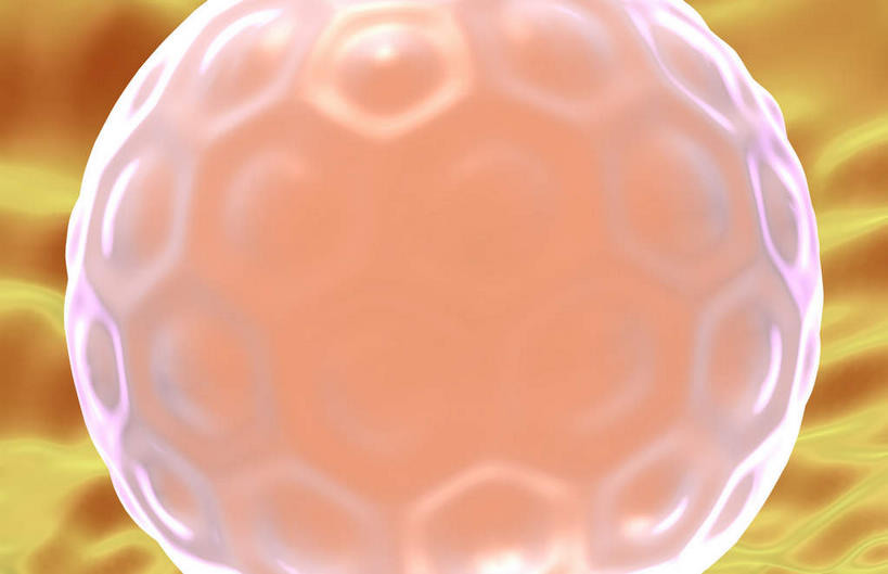 无人,横图,插画,室内,特写,白天,正面,数码,科技,静物,阴影,网络,医学,细胞,高光,几何,计算机图形,合成,图画,画,人体,生长,成长,电脑合成图,数码合成图,胎儿,生物学,发育,漫画,孕育,生理学,写实,具体,具象,胚泡,彩图,胚胎