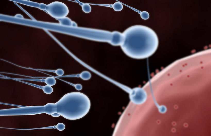 无人,横图,插画,室内,特写,白天,正面,数码,科技,静物,阴影,网络,医学,细胞,高光,几何,计算机图形,合成,图画,画,精子,人体,生长,成长,电脑合成图,数码合成图,生物学,发育,卵子,漫画,生理学,写实,具体,具象,受精,受精作用,彩图,受精卵