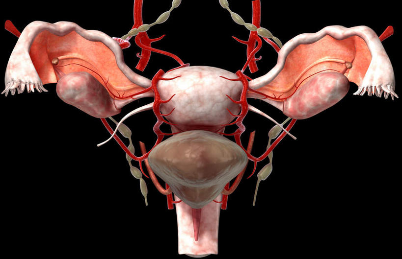 卵巢,子宫,阴道,无人,横图,插画,室内,特写,白天,正面,数码,科技,静物,阴影,黑色背景,网络,医学,细胞,高光,几何,计算机图形,系统,合成,图画,画,人体,电脑合成图,数码合成图,生物学,漫画,输卵管,生理学,写实,具体,具象,内分泌系统,女性生殖器官,彩图,生殖器官,生殖系统