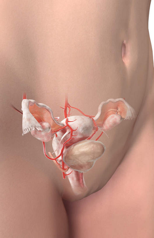 膀胱,卵巢,子宫,无人,竖图,插画,室内,特写,白天,正面,数码,科技,静物,阴影,网络,医学,细胞,高光,几何,计算机图形,合成,图画,画,人体,皮肤,电脑合成图,数码合成图,生物学,漫画,生理学,写实,具体,具象,女性生殖器官,彩图,生殖器官,生殖系统