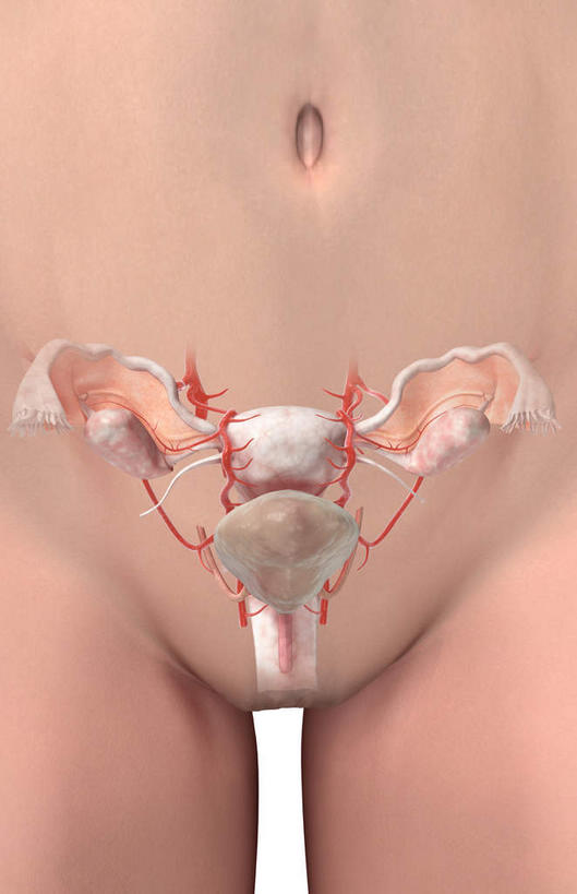 膀胱,子宫,无人,竖图,插画,室内,特写,白天,白色背景,正面,数码,科技,静物,阴影,网络,医学,细胞,高光,几何,计算机图形,合成,图画,画,人体,电脑合成图,数码合成图,生物学,解剖,漫画,输卵管,生理学,写实,具体,具象,女性生殖器官,彩图,剖解,生殖器官,生殖系统