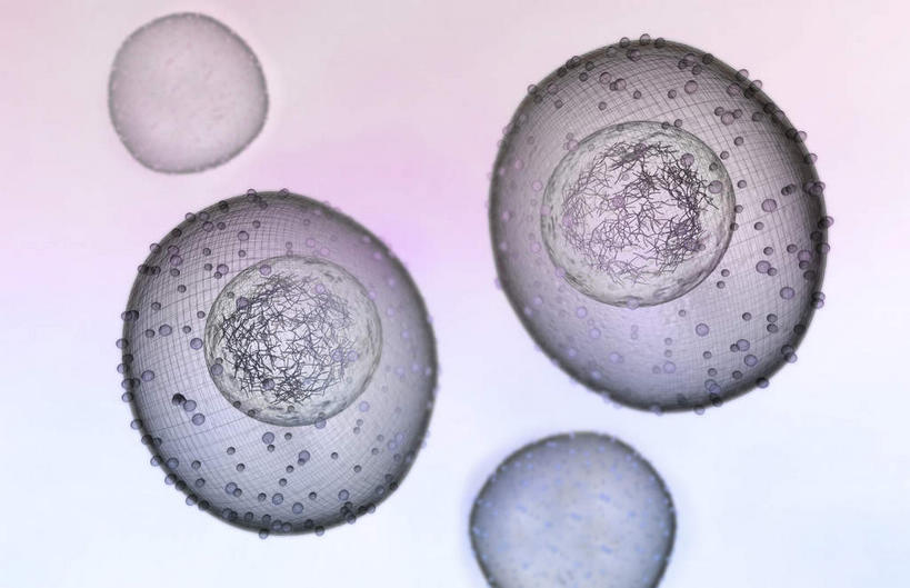 无人,横图,插画,室内,特写,白天,正面,数码,科技,静物,阴影,灰色背景,网络,医学,细胞,高光,几何,计算机图形,合成,图画,画,人体,电脑合成图,数码合成图,生物学,破裂,分裂,漫画,生理学,写实,具体,具象,细胞分裂,有丝分裂,割裂,盘据,子细胞,彩图,决裂