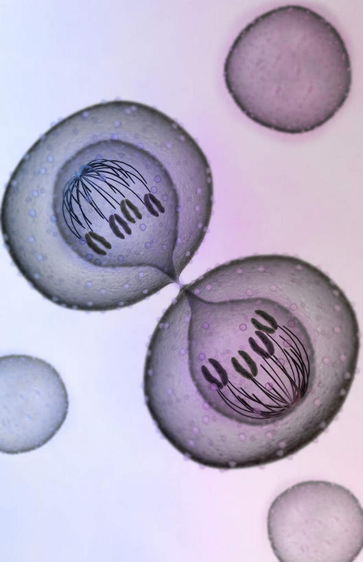 无人,竖图,插画,室内,特写,白天,正面,数码,科技,静物,阴影,灰色背景,网络,医学,细胞,高光,几何,计算机图形,合成,图画,画,人体,电脑合成图,数码合成图,生物学,破裂,分裂,漫画,生理学,写实,具体,具象,细胞分裂,有丝分裂,割裂,盘据,细胞质,彩图,决裂