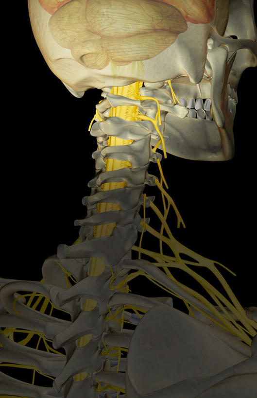 脖子,动脉,静脉,骨骼,无人,竖图,插画,室内,特写,白天,正面,数码,科技,静物,阴影,黑色背景,发光,辐射,科学,网络,医学,骨头,高光,几何,计算机图形,合成,图画,画,黄色,模型,人体,电脑合成图,数码合成图,骨架,生物学,科学技术,x射线,x光,漫画,生理学,写实,具体,具象,颈神经,颈丛,臂丛,脖,颈,颈部,半身,彩图,电磁波,电磁辐射