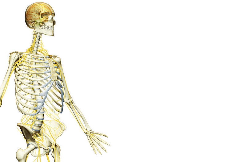 动脉,静脉,骨骼,无人,横图,插画,室内,特写,白天,白色背景,正面,数码,科技,静物,阴影,辐射,科学,网络,医学,骨头,高光,几何,计算机图形,合成,图画,画,黄色,模型,人体,电脑合成图,数码合成图,骨架,生物学,科学技术,x射线,x光,漫画,生理学,写实,具体,具象,胸神经,腋神经,臂丛,骶神经,半身,彩图,电磁波,电磁辐射