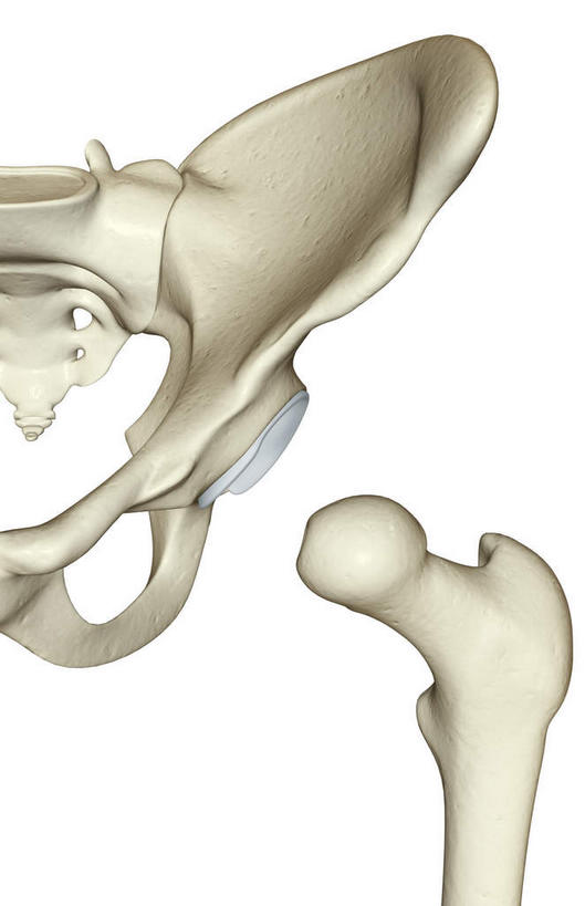 动脉,静脉,骨骼,无人,竖图,插画,室内,特写,白天,白色背景,正面,数码,科技,静物,阴影,辐射,科学,网络,医学,骨头,高光,几何,计算机图形,合成,图画,画,模型,人体,电脑合成图,数码合成图,骨架,生物学,科学技术,x射线,x光,漫画,生理学,写实,具体,具象,髋关节,半身,彩图,电磁波,电磁辐射