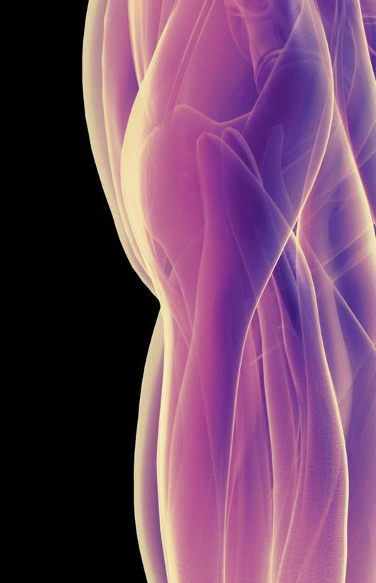 动脉,静脉,骨骼,肌肉,健壮,无人,竖图,插画,室内,特写,白天,正面,数码,科技,静物,阴影,黑色背景,发光,网络,医学,骨头,高光,几何,计算机图形,合成,图画,画,紫色,模型,健康,活力,力量,人体,青春,电脑合成图,数码合成图,骨架,生物学,强壮,漫画,生理学,写实,具体,具象,髋关节,半身,彩图