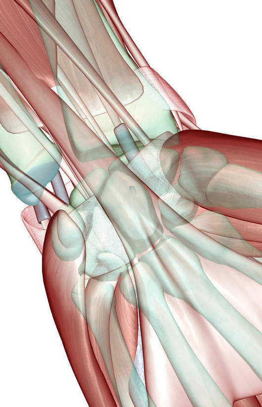 动脉,静脉,骨骼,肌肉,健壮,无人,竖图,插画,室内,特写,白天,白色背景,正面,数码,科技,静物,阴影,网络,医学,骨头,高光,几何,计算机图形,合成,图画,画,模型,健康,活力,力量,人体,青春,电脑合成图,数码合成图,骨架,生物学,强壮,漫画,生理学,写实,具体,具象,肌腱,腕关节,半身,彩图