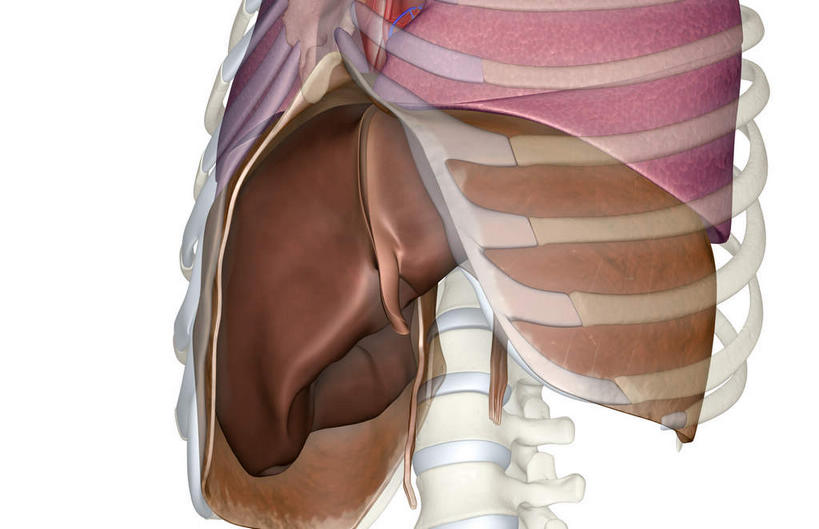 动脉,静脉,骨骼,无人,横图,插画,室内,特写,白天,白色背景,正面,数码,科技,静物,阴影,辐射,科学,网络,医学,骨头,高光,几何,计算机图形,合成,图画,画,模型,人体,电脑合成图,数码合成图,骨架,生物学,科学技术,x射线,x光,漫画,生理学,写实,具体,具象,隔膜,呼吸系统,半身,彩图,电磁波,电磁辐射