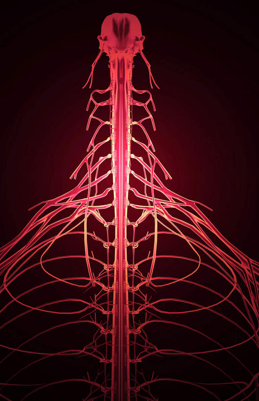 动脉,静脉,骨骼,无人,竖图,插画,室内,特写,白天,正面,数码,科技,静物,阴影,黑色背景,辐射,科学,网络,医学,骨头,高光,几何,计算机图形,合成,图画,画,模型,人体,电脑合成图,数码合成图,骨架,生物学,科学技术,x射线,x光,漫画,生理学,写实,具体,具象,颈神经,桡神经,腋神经,臂丛,半身,彩图,电磁波,电磁辐射