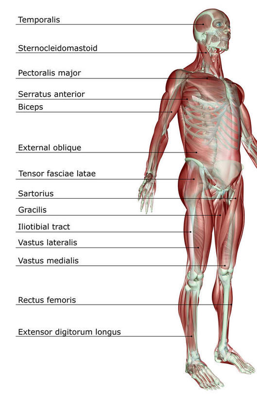 动脉,静脉,骨骼,健壮,无人,竖图,插画,室内,特写,白天,白色背景,正面,数码,科技,静物,阴影,辐射,科学,网络,医学,英文,标志,文字,字符,字母,骨头,高光,几何,计算机图形,合成,图画,标识,画,模型,健康,活力,力量,解说,人体,说明,青春,英文字母,电脑合成图,数码合成图,骨架,生物学,科学技术,x射线,强壮,胸肌,x光,漫画,生理学,写实,具体,具象,阐明,申明,注解,注明,前锯肌,外斜肌,半身,彩图,电磁波,电磁辐射