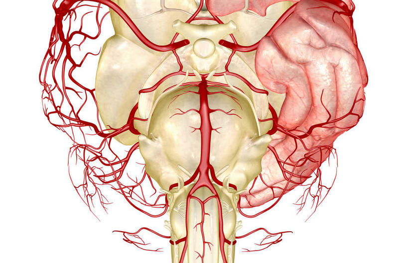 血管,无人,横图,插画,室内,特写,白天,白色背景,正面,数码,科技,阴影,网络,高光,几何,计算机图形,合成,图画,画,电脑合成图,数码合成图,漫画,写实,具体,具象,椎动脉,脑动脉,彩图