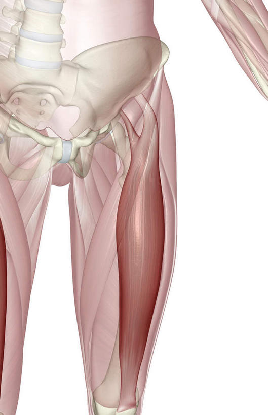 动脉,静脉,骨骼,无人,竖图,插画,室内,特写,白天,白色背景,正面,数码,科技,静物,大腿,阴影,辐射,科学,网络,医学,骨头,高光,几何,计算机图形,合成,图画,画,模型,人体,电脑合成图,数码合成图,骨架,生物学,科学技术,x射线,x光,漫画,生理学,写实,具体,具象,股直肌,半身,彩图,电磁波,电磁辐射