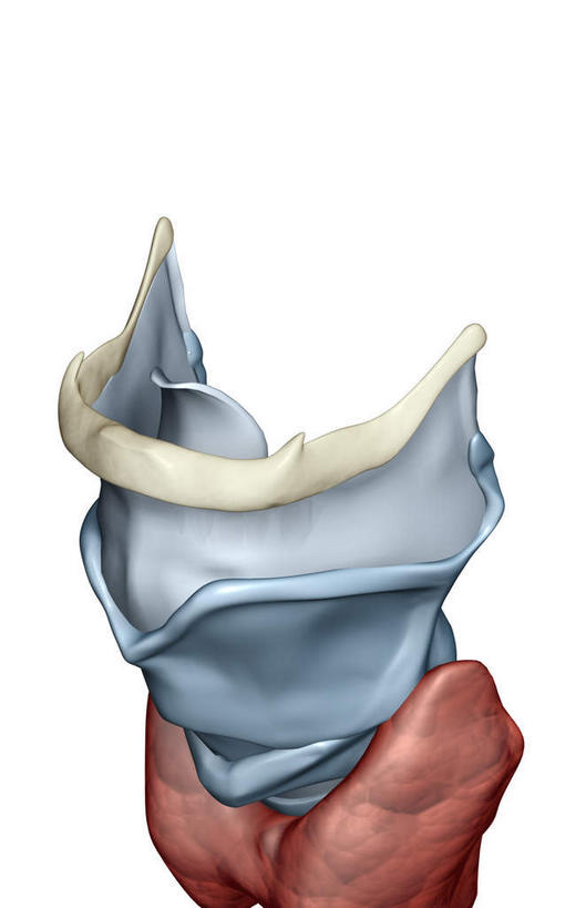 内脏,动脉,静脉,无人,竖图,插画,室内,特写,白天,白色背景,正面,数码,科技,静物,阴影,网络,医学,高光,几何,计算机图形,合成,图画,画,模型,人体,电脑合成图,数码合成图,生物学,人体器官,器官,漫画,生理学,写实,具体,具象,喉,甲状腺,甲状软骨,舌骨,半身,彩图