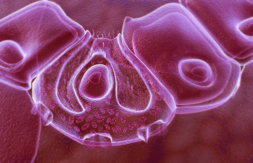 无人,横图,插画,室内,特写,白天,白色背景,正面,数码,科技,静物,阴影,网络,医学,细胞,高光,几何,计算机图形,合成,图画,画,人体,电脑合成图,数码合成图,生物学,漫画,生理学,写实,具体,具象,壁细胞,胃腺,彩图