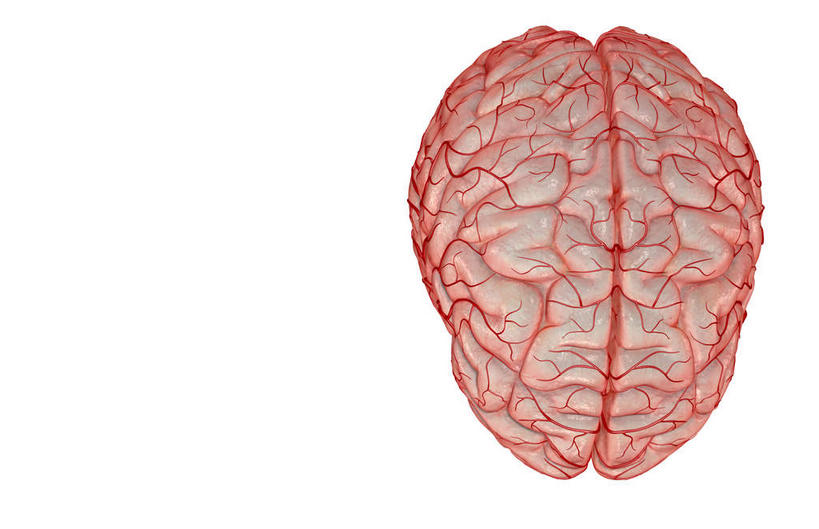 无人,横图,插画,室内,特写,白天,白色背景,正面,数码,科技,大脑,阴影,网络,高光,几何,计算机图形,合成,图画,画,电脑合成图,数码合成图,器官,沟壑,漫画,小脑,脑干,写实,具体,具象,大脑皮层,端脑,沟,灰质,回,间脑,脑动脉,彩图