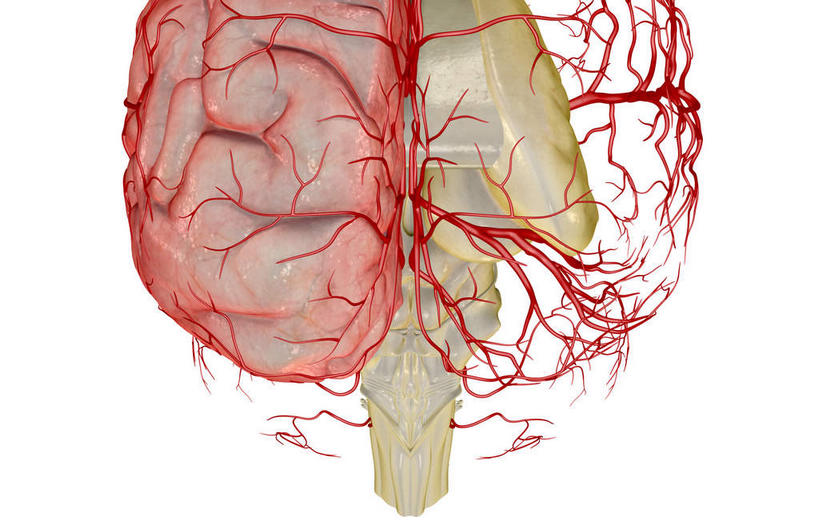 内脏,动脉,静脉,无人,横图,插画,室内,特写,白天,白色背景,正面,数码,科技,静物,阴影,网络,医学,高光,几何,计算机图形,合成,图画,画,红色,模型,人体,电脑合成图,数码合成图,生物学,人体器官,器官,漫画,生理学,写实,具体,具象,枕叶,脑动脉,彩图
