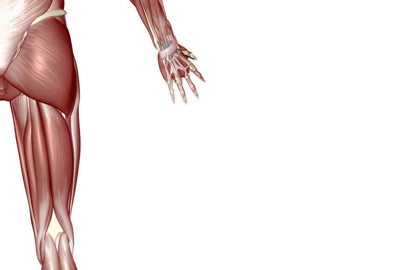 臀部,动脉,静脉,骨骼,肌肉,健壮,无人,横图,插画,室内,特写,白天,白色背景,正面,数码,科技,静物,阴影,网络,医学,骨头,高光,几何,计算机图形,合成,图画,画,模型,健康,活力,力量,人体,青春,电脑合成图,数码合成图,骨架,生物学,强壮,漫画,生理学,写实,具体,具象,髋关节,半身,彩图