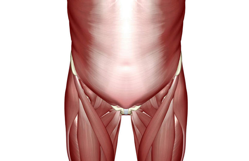 动脉,静脉,骨骼,肌肉,健壮,无人,横图,插画,室内,特写,白天,白色背景,正面,数码,科技,静物,阴影,网络,医学,骨头,高光,几何,计算机图形,合成,图画,画,模型,健康,活力,力量,人体,青春,电脑合成图,数码合成图,骨架,生物学,强壮,漫画,生理学,写实,具体,具象,耻骨,半身,彩图