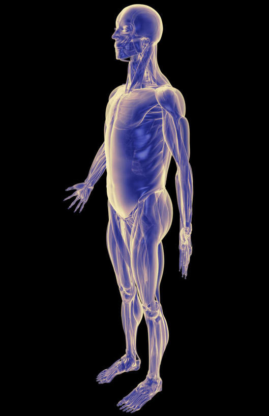 动脉,静脉,骨骼,肌肉,健壮,无人,竖图,插画,室内,特写,白天,正面,数码,科技,静物,阴影,黑色背景,网络,医学,骨头,高光,几何,计算机图形,合成,图画,画,模型,健康,活力,力量,人体,青春,电脑合成图,数码合成图,骨架,生物学,强壮,胸肌,漫画,生理学,写实,具体,具象,前锯肌,外斜肌,半身,彩图