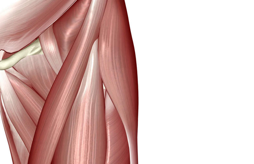 动脉,静脉,骨骼,肌肉,健壮,无人,横图,插画,室内,特写,白天,白色背景,正面,数码,科技,静物,阴影,网络,医学,骨头,高光,几何,计算机图形,合成,图画,画,模型,健康,活力,力量,人体,青春,电脑合成图,数码合成图,骨架,生物学,强壮,漫画,生理学,写实,具体,具象,髋关节,内收长肌,半身,彩图