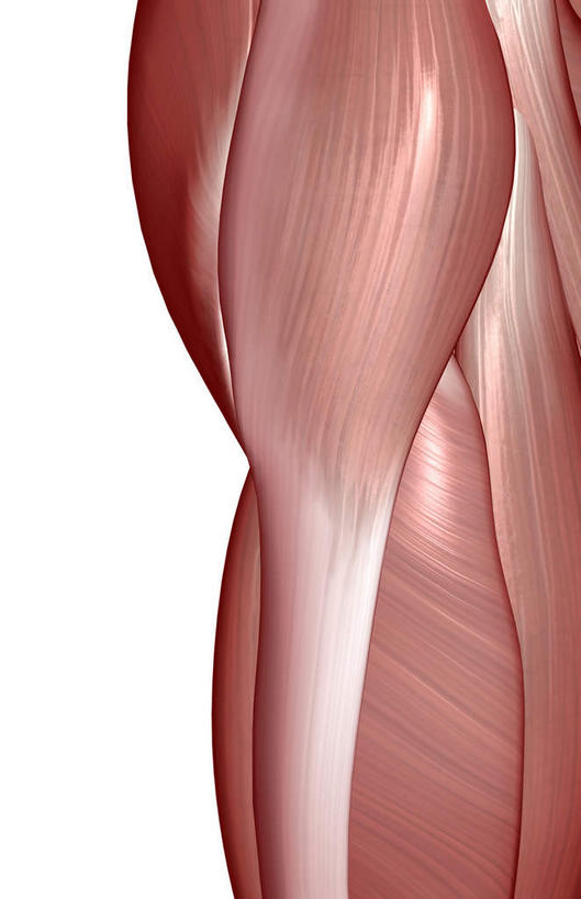 动脉,静脉,骨骼,肌肉,健壮,无人,竖图,插画,室内,特写,白天,白色背景,正面,数码,科技,静物,阴影,网络,医学,骨头,高光,几何,计算机图形,合成,图画,画,模型,健康,活力,力量,人体,青春,电脑合成图,数码合成图,骨架,生物学,强壮,漫画,生理学,写实,具体,具象,髋关节,半身,彩图