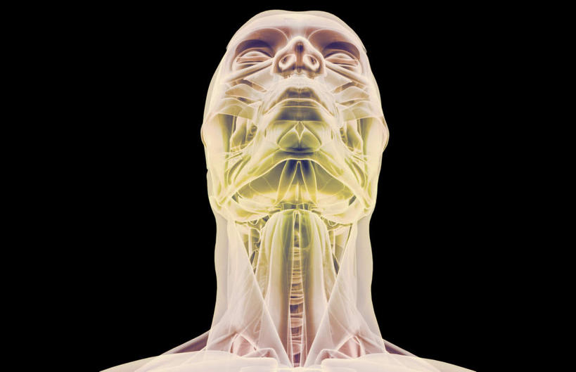 动脉,静脉,骨骼,肌肉,健壮,无人,横图,插画,室内,特写,白天,正面,数码,科技,静物,阴影,黑色背景,网络,医学,骨头,高光,几何,计算机图形,合成,图画,画,模型,健康,活力,力量,人体,青春,电脑合成图,数码合成图,骨架,生物学,强壮,漫画,生理学,写实,具体,具象,胸锁乳突肌,半身,彩图