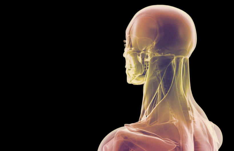 动脉,静脉,骨骼,肌肉,健壮,无人,横图,插画,室内,特写,白天,正面,数码,科技,静物,阴影,黑色背景,网络,医学,骨头,高光,几何,计算机图形,合成,图画,画,模型,健康,活力,力量,人体,青春,电脑合成图,数码合成图,骨架,生物学,强壮,漫画,生理学,写实,具体,具象,胸锁乳突肌,口轮匝肌,半身,彩图