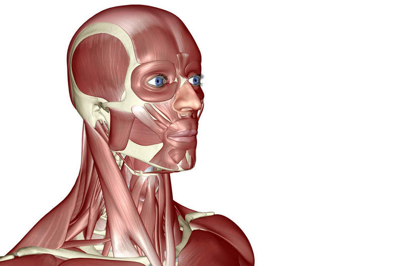 头,脸颊,动脉,静脉,骨骼,肌肉,健壮,无人,横图,插画,室内,特写,白天,白色背景,正面,数码,科技,静物,阴影,网络,医学,骨头,高光,几何,计算机图形,合成,图画,画,模型,健康,活力,力量,人体,青春,电脑合成图,数码合成图,骨架,生物学,强壮,漫画,生理学,写实,具体,具象,颞肌,颧骨,咬肌,胸锁乳突肌,头部,脸部,脸蛋,面部,半身,彩图