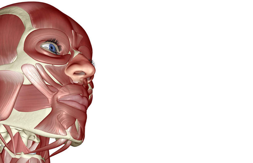 脸,头,脸颊,动脉,静脉,骨骼,肌肉,健壮,无人,横图,插画,室内,特写,白天,白色背景,正面,数码,科技,静物,阴影,网络,医学,骨头,高光,几何,计算机图形,合成,图画,画,模型,健康,活力,力量,人体,青春,电脑合成图,数码合成图,骨架,生物学,强壮,漫画,生理学,写实,具体,具象,眼轮匝肌,头部,脸部,脸蛋,面部,半身,彩图