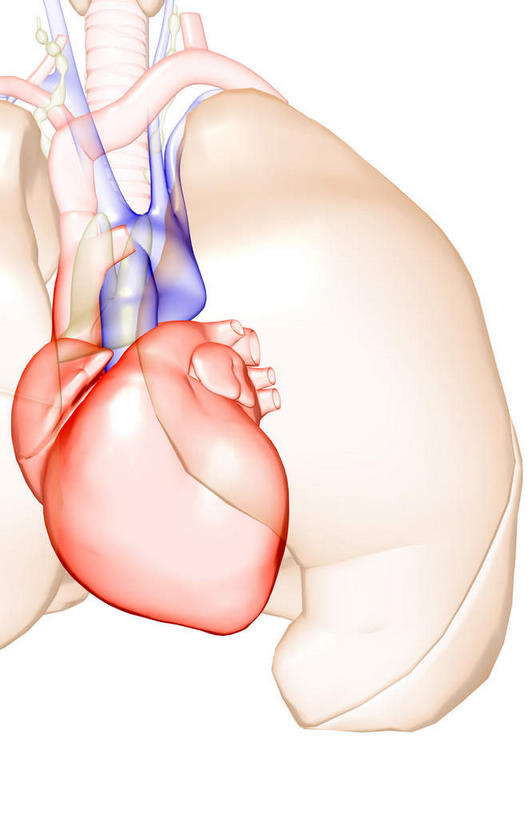 内脏,肺,动脉,静脉,竖图,插画,室内,白天,白色背景,正面,数码,科技,静物,阴影,网络,医学,高光,几何,计算机图形,合成,图画,画,模型,人体,电脑合成图,数码合成图,生物学,人体器官,器官,漫画,生理学,写实,具体,具象,呼吸系统,肺部,肺脏,半身,彩图