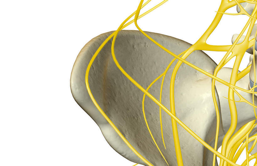 动脉,静脉,骨骼,无人,横图,插画,室内,白天,白色背景,正面,数码,科技,静物,阴影,网络,医学,骨头,高光,几何,计算机图形,合成,图画,画,黄色,白色,模型,人体,电脑合成图,数码合成图,骨架,生物学,盆骨,漫画,生理学,写实,具体,具象,半身,彩图