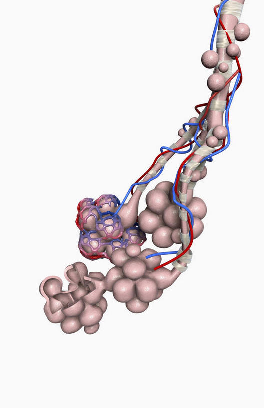 内脏,肺,动脉,静脉,无人,竖图,插画,室内,白天,白色背景,正面,数码,科技,静物,许多,阴影,网络,医学,高光,几何,计算机图形,合成,图画,画,红色,模型,人体,电脑合成图,数码合成图,生物学,人体器官,器官,漫画,支气管,生理学,写实,具体,具象,肺泡,肺部,肺脏,彩图