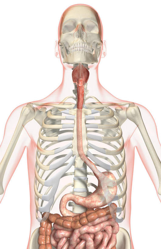 腹部,内脏,食道,胃,肠,动脉,静脉,骨骼,十二指肠,无人,竖图,插画,室内,白天,白色背景,正面,数码,科技,静物,阴影,网络,医学,骨头,高光,几何,计算机图形,合成,图画,画,红色,模型,人体,电脑合成图,数码合成图,骨架,生物学,人体器官,器官,漫画,生理学,写实,具体,具象,大肠,盲肠,小肠,直肠,胃部,半身,彩图