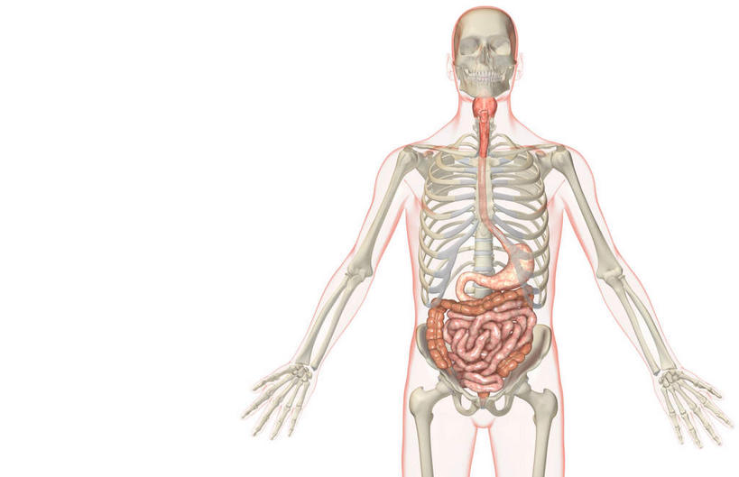 腹部,内脏,食道,胃,肠,动脉,静脉,骨骼,肋骨,脊椎,十二指肠,无人,横图,插画,室内,白天,白色背景,正面,数码,科技,静物,阴影,网络,医学,头骨,骨头,高光,几何,计算机图形,合成,图画,画,红色,模型,人体,电脑合成图,数码合成图,骨架,生物学,人体器官,器官,漫画,生理学,写实,具体,具象,大肠,盲肠,小肠,直肠,胃部,半身,彩图