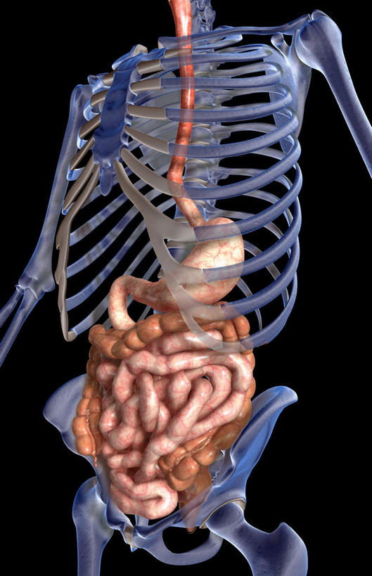 内脏,食道,肠,动脉,静脉,骨骼,十二指肠,无人,竖图,插画,x光片,室内,特写,白天,正面,数码,科技,静物,阴影,黑色背景,辐射,科学,网络,医学,骨头,高光,几何,计算机图形,合成,图画,维护,维修,修护,画,红色,模型,人体,电脑合成图,数码合成图,骨架,医疗,生物学,人体器官,科学技术,x射线,器官,x光,漫画,生理学,写实,具体,具象,大肠,盲肠,小肠,直肠,彩图,电磁波,电磁辐射