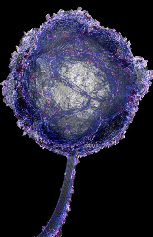 无人,竖图,插画,室内,白天,正面,数码,分子,科技,微生物,阴影,黑色背景,网络,细菌,医学,高光,几何,计算机图形,合成,图画,画,生物,电脑合成图,数码合成图,医疗,病毒,生物学,孢子,漫画,写实,具体,具象,寄生,生命体,胞子,彩图