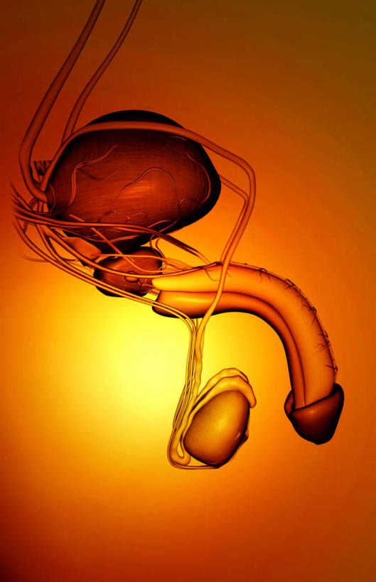 内脏,动脉,静脉,睾丸,无人,竖图,插画,室内,白天,正面,数码,科技,静物,阴影,黄色背景,网络,医学,高光,几何,计算机图形,合成,图画,画,模型,人体,电脑合成图,数码合成图,生物学,人体器官,器官,漫画,生理学,写实,具体,具象,彩图,生殖器官