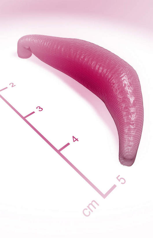 无人,竖图,俯视,插画,室内,白天,白色背景,数码,科技,阴影,网络,测量,标志,数字,文字,字符,高光,几何,计算机图形,合成,图画,标识,画,一个,红色,阿拉伯数字,单个,电脑合成图,数码合成图,水生动物,水生物,漫画,写实,具体,具象,蚂蟥,水蛭,医用水蛭,丈量,彩图,高角度拍摄