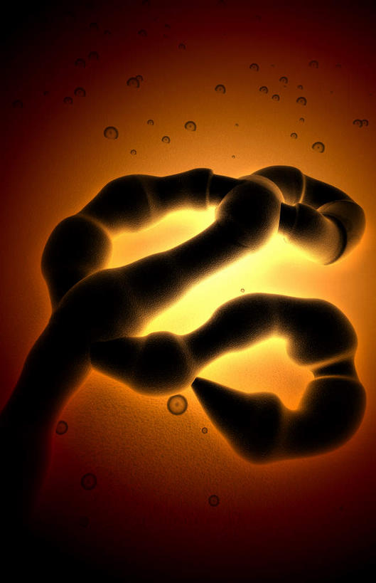 无人,竖图,插画,室内,特写,白天,正面,数码,分子,科技,微生物,阴影,黑色背景,网络,医学,高光,几何,计算机图形,合成,图画,画,一个,红色,生物,单个,电脑合成图,数码合成图,医疗,病毒,生物学,漫画,写实,具体,具象,寄生,生命体,埃博拉病毒,彩图