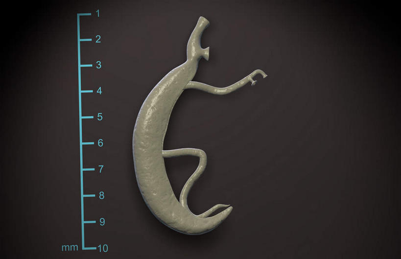 无人,横图,插画,室内,白天,正面,数码,科技,阴影,黑色背景,网络,测量,标志,数字,文字,字符,高光,几何,计算机图形,合成,图画,标识,画,一只,蓝色,白色,动物,阿拉伯数字,电脑合成图,数码合成图,尺度,漫画,标准,写实,具体,具象,寄生,寄生虫,血吸虫,裂体吸虫,扁形动物,彩图