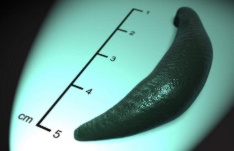 无人,横图,俯视,插画,室内,白天,白色背景,数码,科技,阴影,光线,网络,测量,标志,数字,文字,影子,字符,灯光,高光,几何,计算机图形,合成,图画,标识,画,一个,阿拉伯数字,单个,电脑合成图,数码合成图,尺度,水生动物,水生物,漫画,标准,写实,具体,具象,蚂蟥,水蛭,医用水蛭,丈量,彩图,高角度拍摄