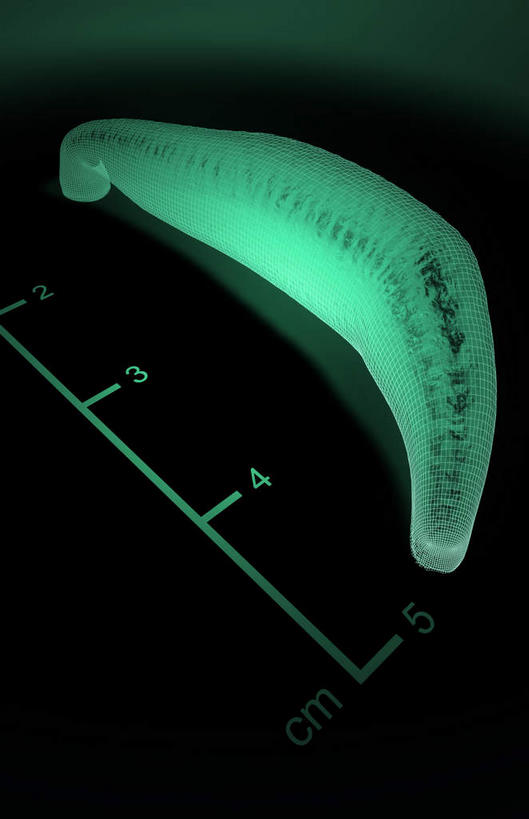 无人,竖图,俯视,插画,室内,白天,数码,科技,阴影,黑色背景,光线,网络,测量,标志,数字,文字,影子,字符,灯光,高光,几何,计算机图形,合成,图画,标识,画,一个,阿拉伯数字,单个,电脑合成图,数码合成图,尺度,水生动物,水生物,漫画,标准,写实,具体,具象,蚂蟥,水蛭,医用水蛭,丈量,彩图,高角度拍摄